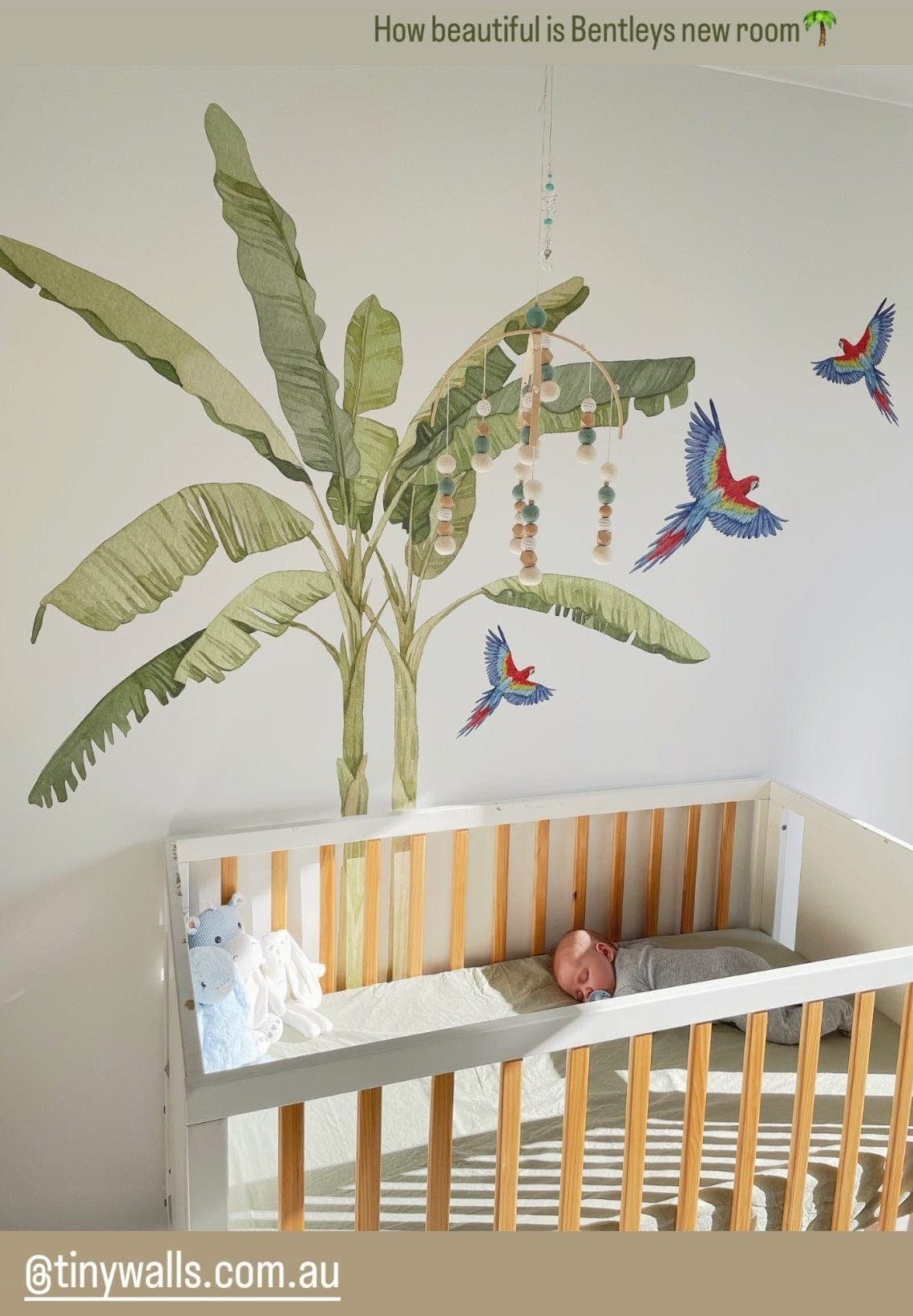 Tropical Banana Palm Wall Decals