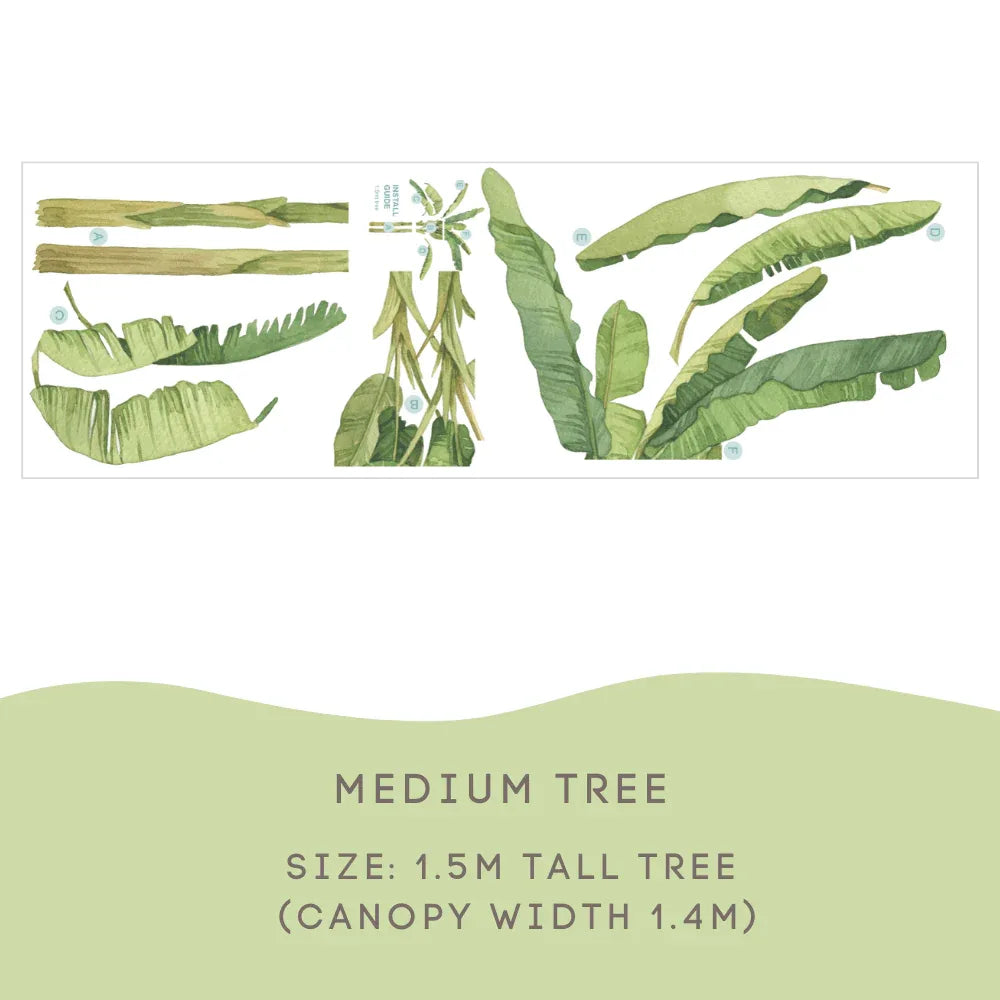 Banana Palm Medium size guide: 1.5m tall with a 1.4m canopy width