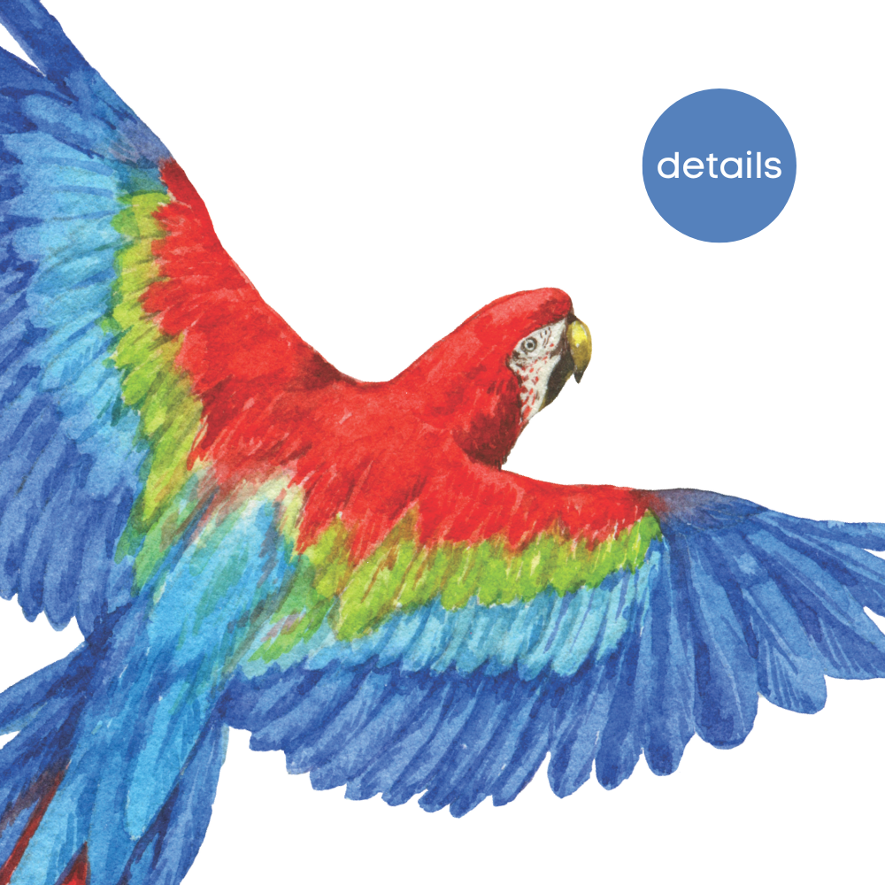 Parrot Wall Decals