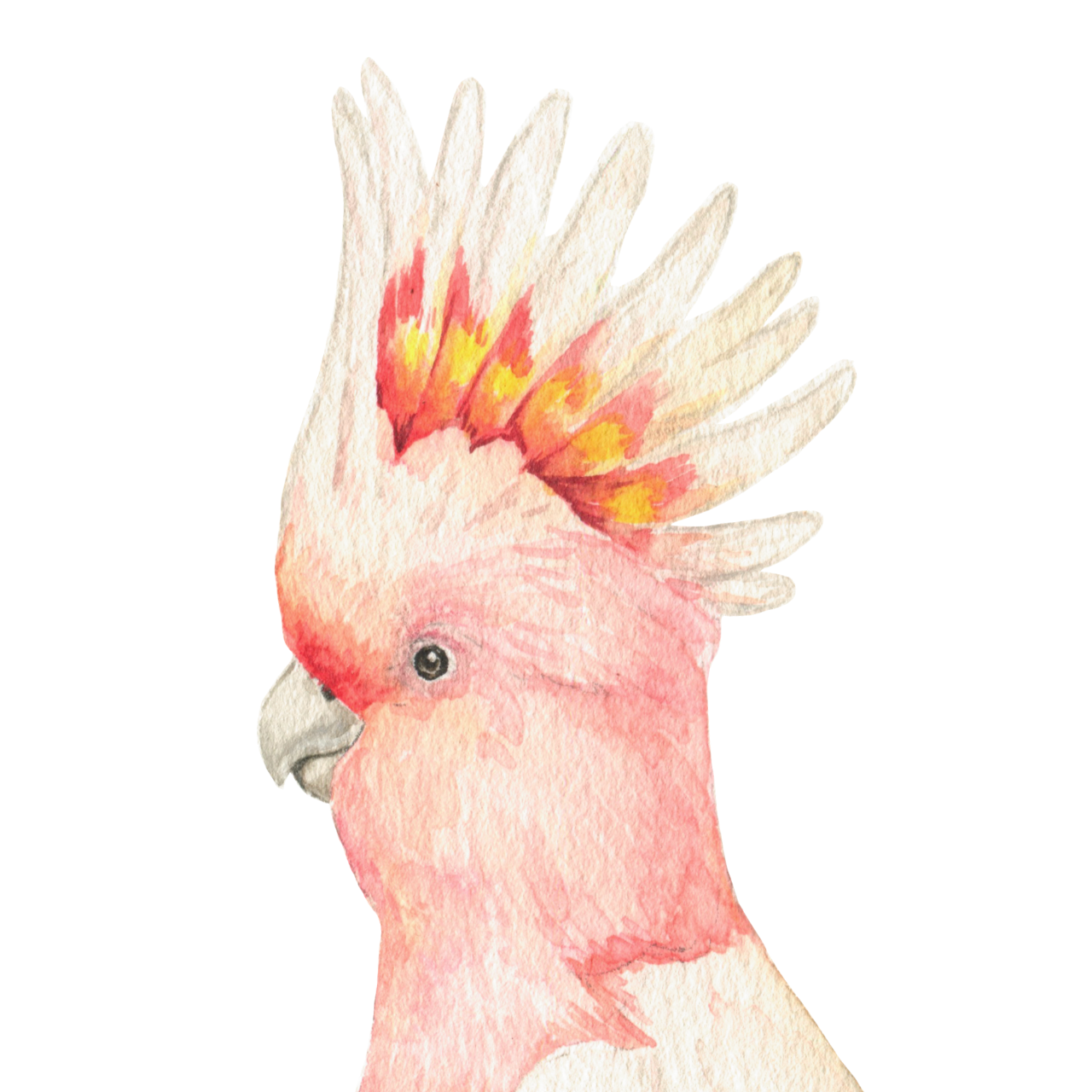 Australian Bird Trio Wall Decals (Major Mitchell & Sulphur Crested Cockatoos & Magpie)