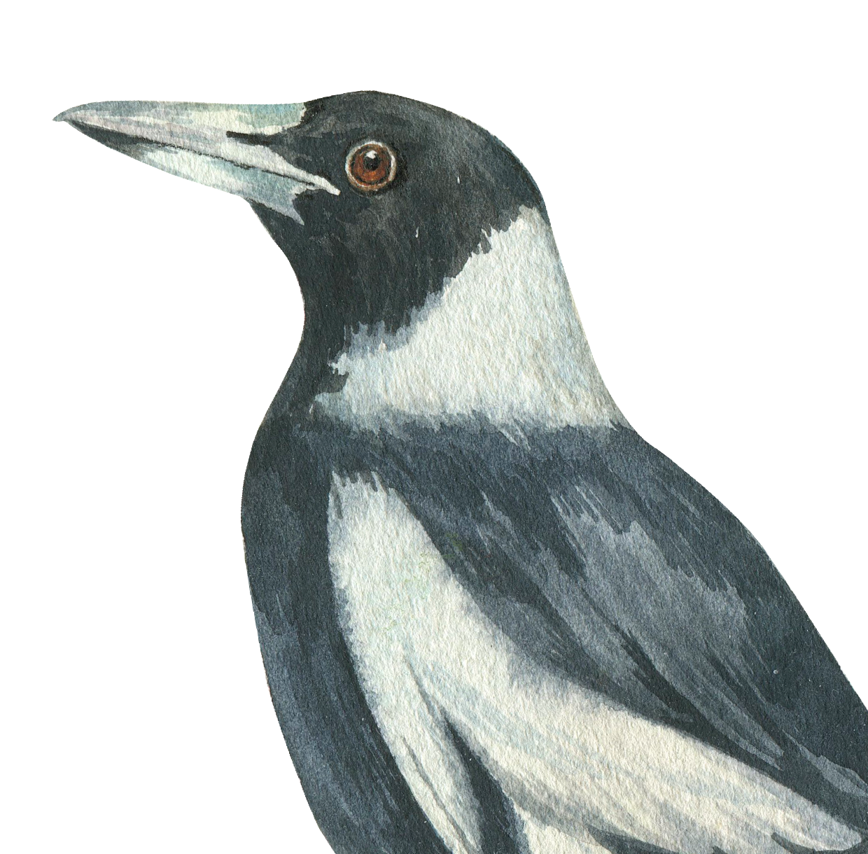 Australian Bird Trio Wall Decals (Major Mitchell & Sulphur Crested Cockatoos & Magpie)