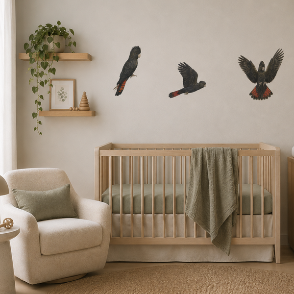 Three Australian Black Cockatoo wall decals in different poses, showing dark plumage and red tail feathers.