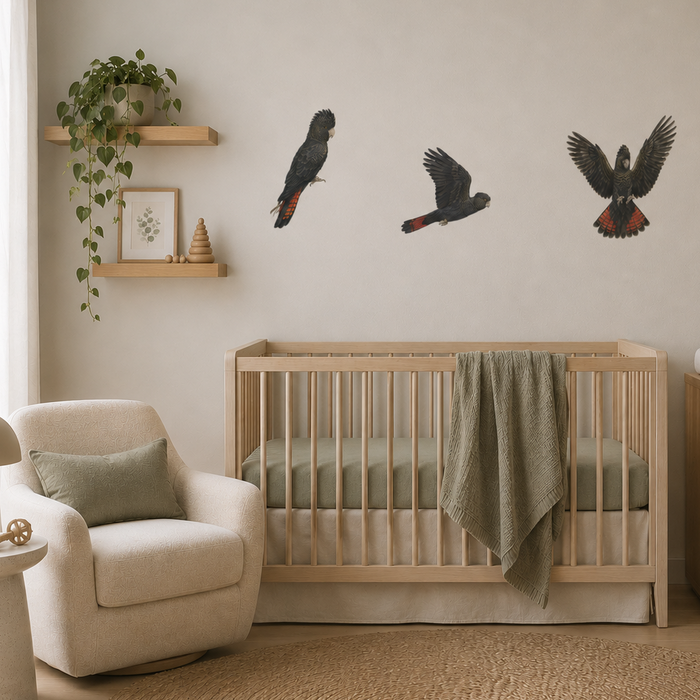 Three Australian Black Cockatoo wall decals in different poses, showing dark plumage and red tail feathers.