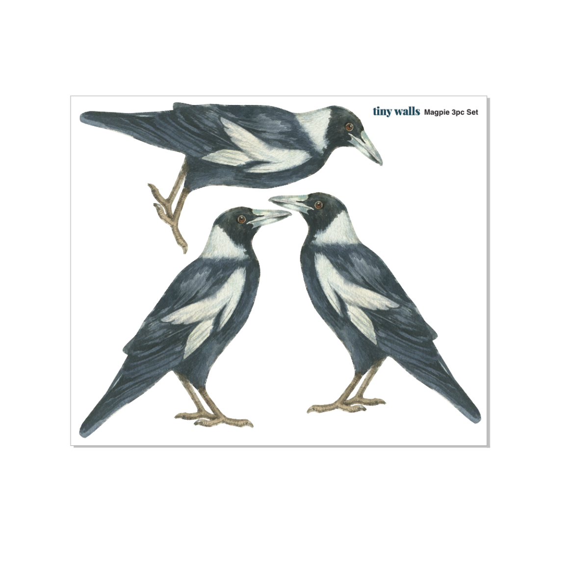 Three magpie illustrations on a white background with 'tiny walls' branding.
