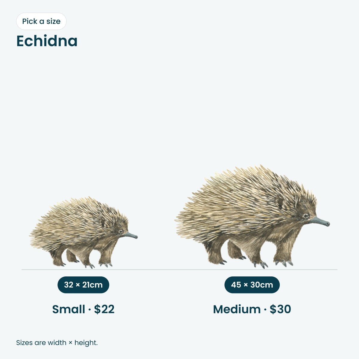 Echidna wall decal: Small 32 x 21cm $22, Medium 45 x 30cm $30