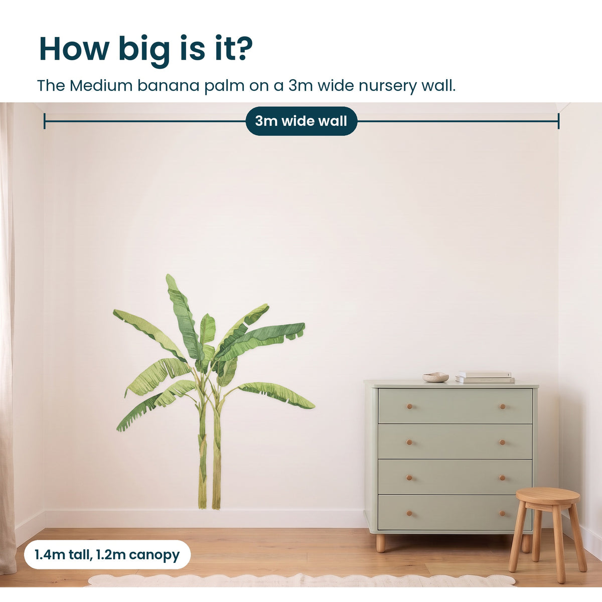 How big is the medium banana palm on a 3m wall