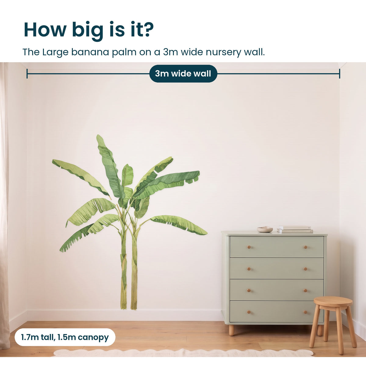 How big is the large banana palm on a 3m wall