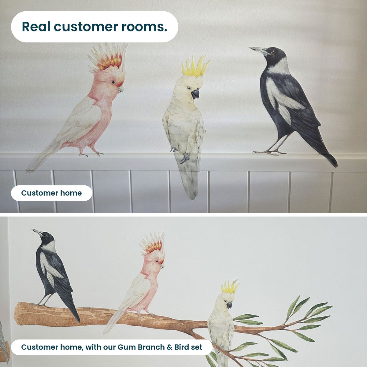 Real customer rooms with the cockatoo and magpie decals