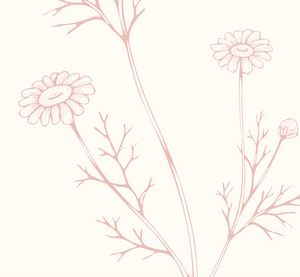 Removable Wall Decals 