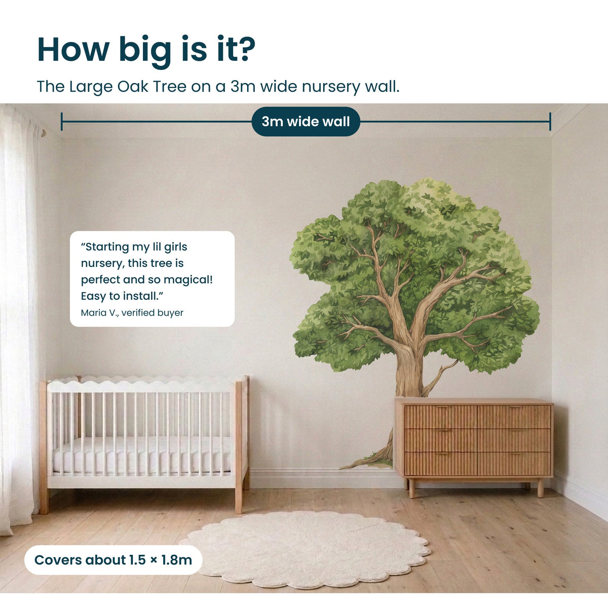 How big is the Large Oak Tree: shown to scale on a wall