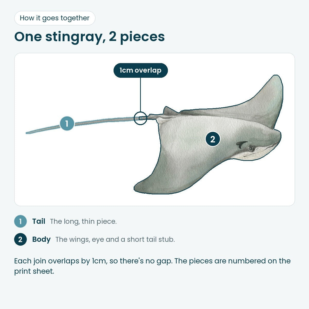 How the stingray body and tail join with a 1cm overlap