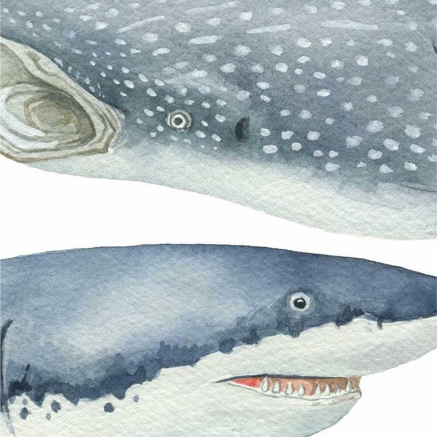 Close-up of whale shark and great white shark wall decals