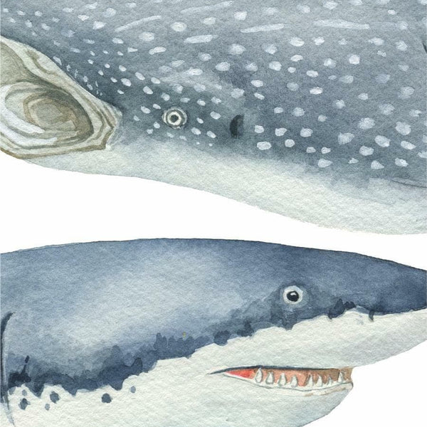 Shark Wall Decals