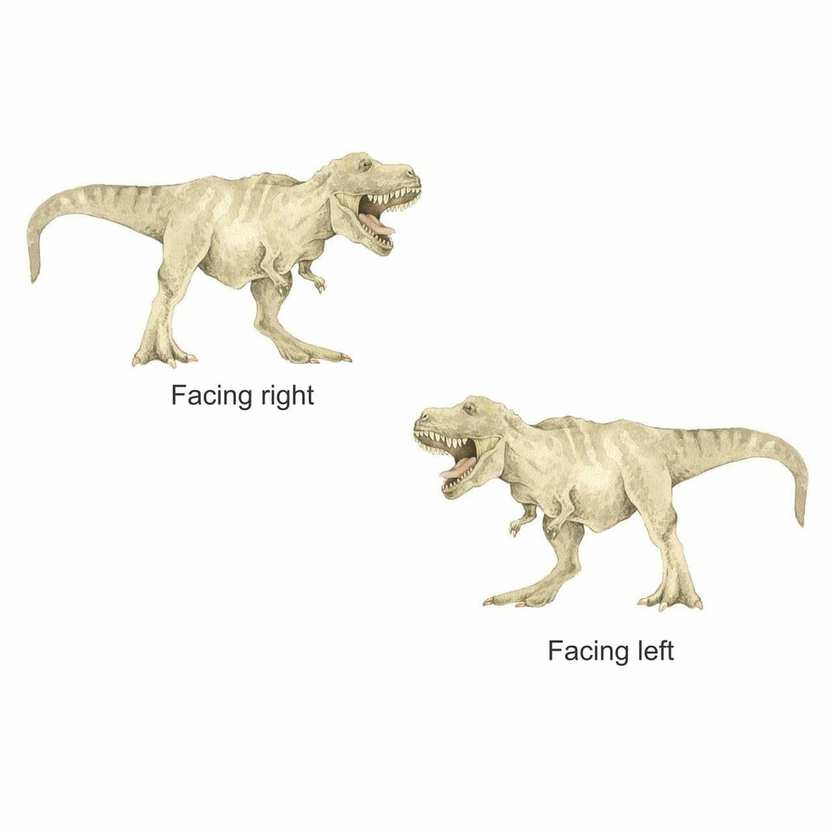 T-Rex dinosaur decal shown facing right and facing left