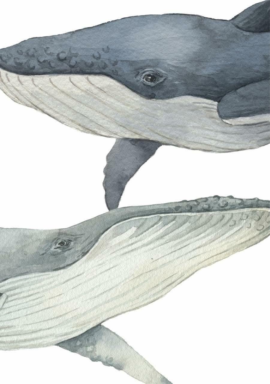 Close-up of two humpback whale wall decals in soft blue-grey