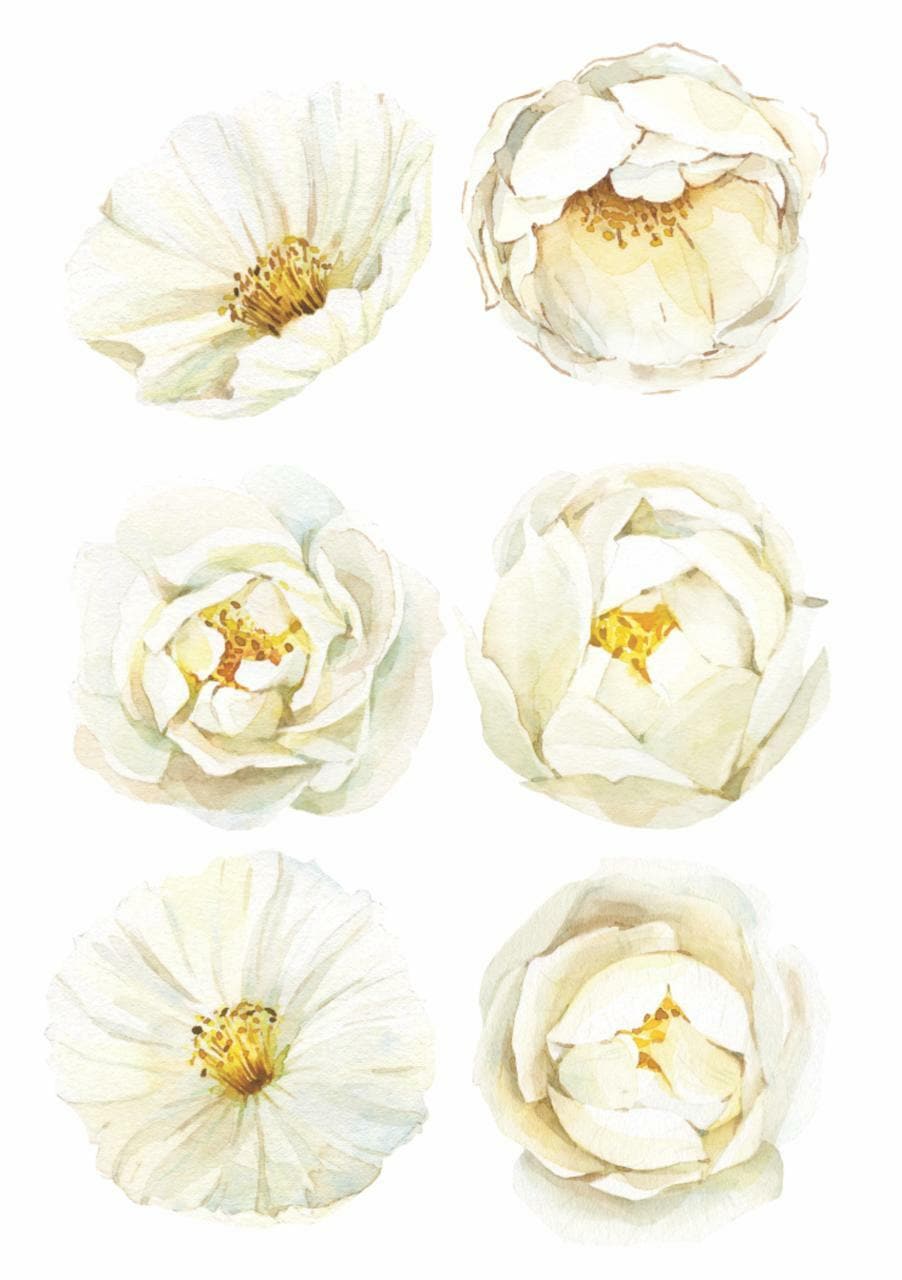 White Rose Wall Decals